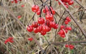 Fruits Plants Berries Nature Winter HD Desktop Wallpaper