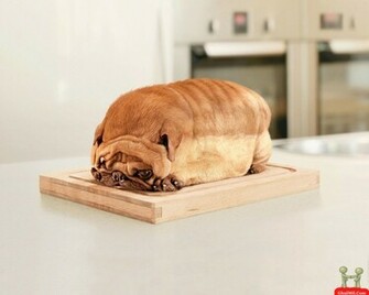 It S HD Animals Funny Wallpaper Very