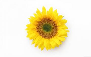 Sunflower Wallpaper