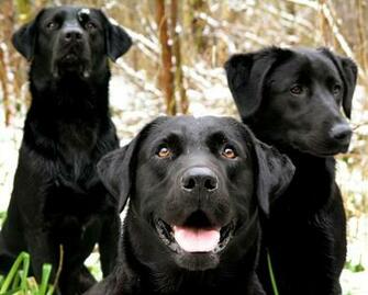 Labrador Retriever Puppies HD Wallpaper Animals