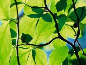 Papel De Parede Plantas