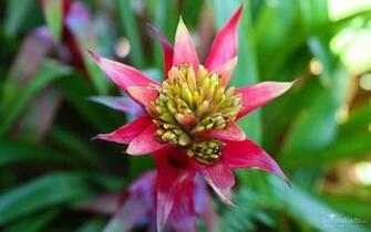Bromeliad Wallpaper Plant Care