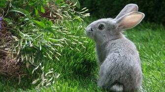 Alice In Wondernet Adorable Easter Bunny Wallpaper