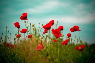 Symbolism In Table Linens Couleur Nature