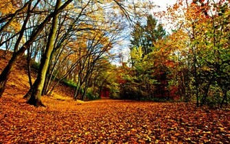 Fall Colors Desktop Wallpaper In HD