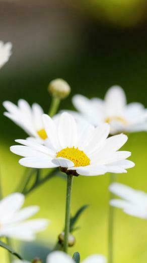 Flower iPhone Plus Wallpaper HD