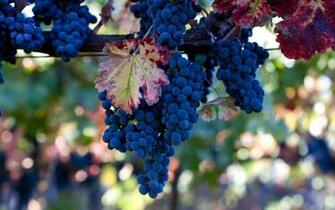 Grapes Computer Wallpaper Desktop Background
