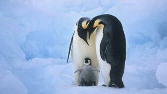 Cute Penguin Background