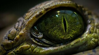 Crocodile Eye Wallpaper