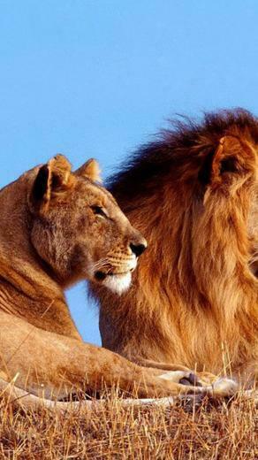 Lion Galaxy S5 Wallpaper