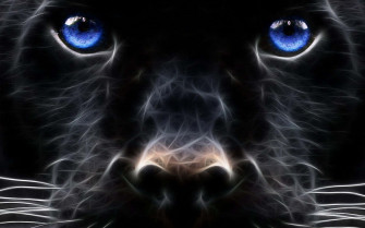Jaguars Wallpaper