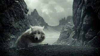 White Wolf In Rocky Mountains Wallpaper