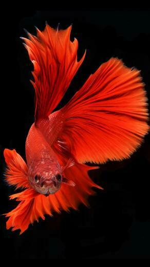 iPhone 6s Wallpaper With Red Veil Tail Betta Fish In Dark Background