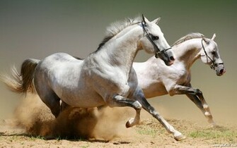 Wild Horses HD Wallpaper