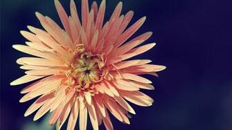 Vintage Flower Background HD Wallpaper