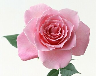 Pink Rose Desktop Wallpaper 123mobilewallpaper