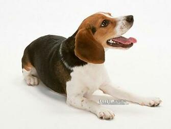 Beagle Dog Desktop Wallpaper