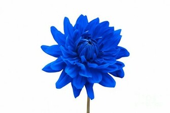 Blue And White Flowers Background Image Pictures Becuo