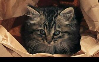 Kitten Live Wallpaper Android Apps On Google Play