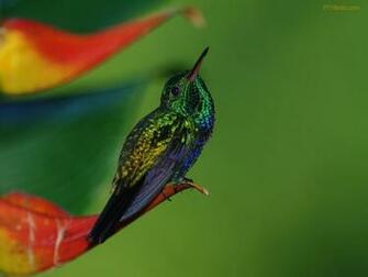 Colibri Wallpaper Birds And Such Hummingbird Bird Feathers