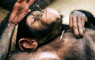 Chimpanzee Wallpaper Id HD For Pc
