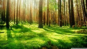 Forest Scenery Wallpaper Beautiful