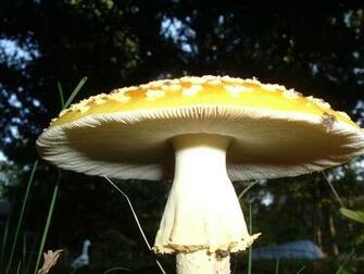 Mushroom House Wallpaper Frogs Desktop Pictures