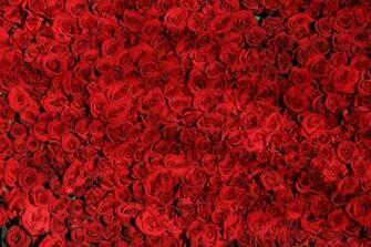 Background Roses Rouges Image Photos HD Gratuites Libres De