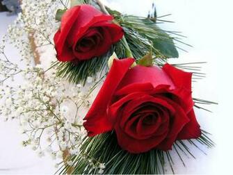 Wallpaper Red Rose