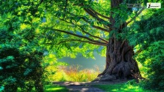 Go Back Image For Anime Scenery Forest