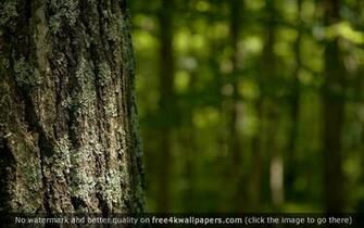 Forest Tree Closeup Wallpaper HD