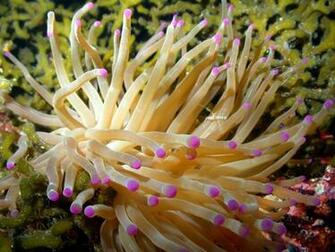 Giant Anemone Wallpaper Me
