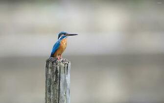 Belted Kingfisher HD Wallpaper Wallpaperin4k Net