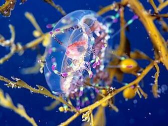 Colorful Sea Creature Photos National Geographic