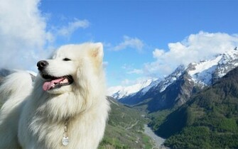 Samoyed Wallpaper