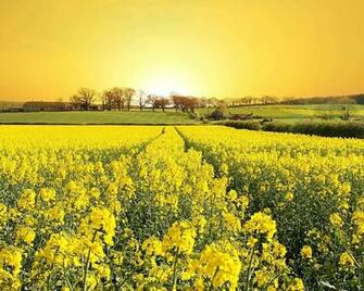 Spring Flowers Wallpaper
