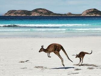 Kangaroo Wallpaper Wallpaperexpert Journal