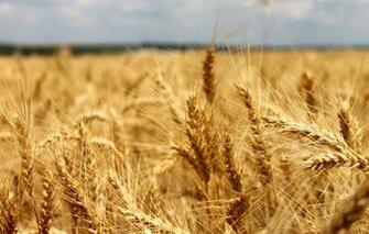 Wallpaper Field Summer Nature Background Rye