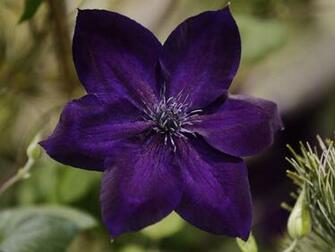 Clematis Macropetala Image Beautiful Background Setup