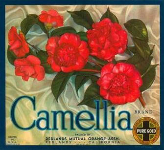 Brand Oranges Vintage Fruit Crate Labels Wallpaper Image