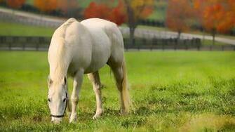 File Name Horse Wallpaper Pasture Grass Fall Desktop Jpg Resolution