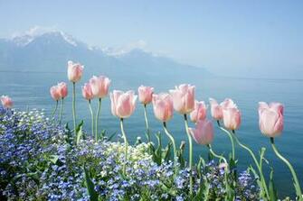 Spring Water Mountains Tenderness Flowers Tulips Forget Me Lake