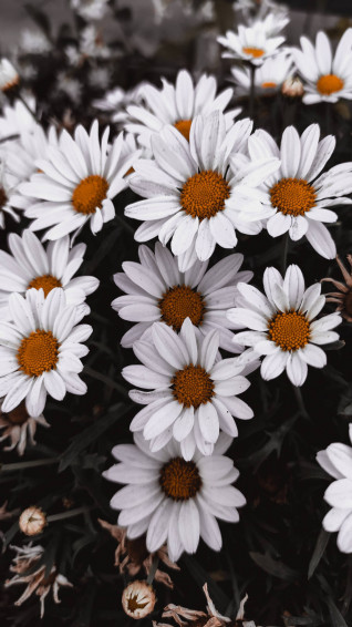 Flower Android Wallpaper
