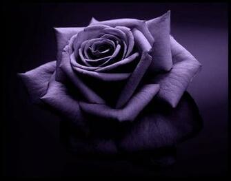 Beautiful Flower Pictures Flowers