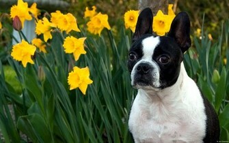 Boston Terrier Wallpaper