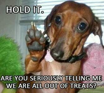 Funny Dachshund Dachshunds