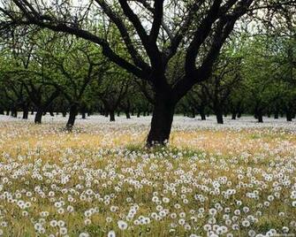 Flower Huge Collection Of Amazing High Resolution Wallpaper Photo