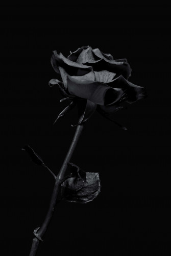 iPhone Background Wallpaper