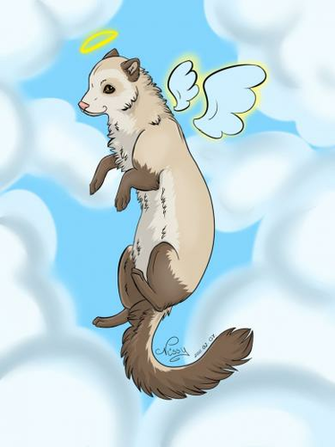 Cute Ferret Wallpaper By Greenissy