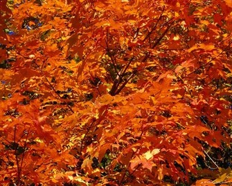 Orange Leaves Autumn Photography Desktop Wallpaper S